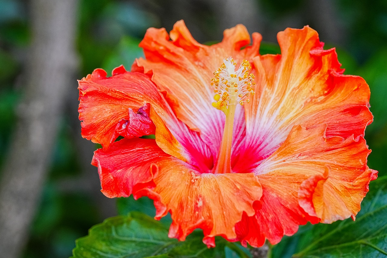 Hibiscus Nature Flower - Free photo on Pixabay