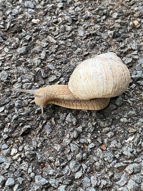 Free Snale Schnecke photo and picture