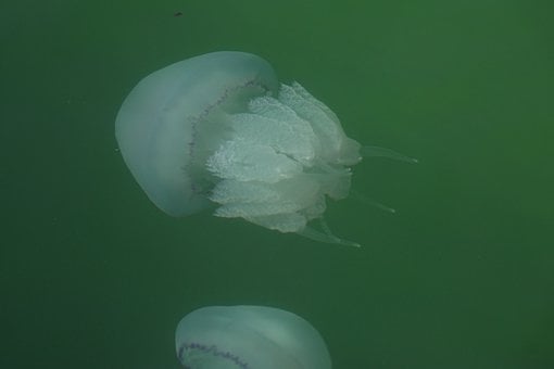Free Jellyfish Jelly Fish photo and picture