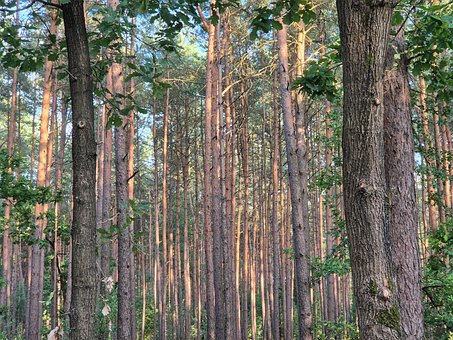 Free Forest Trees photo and picture