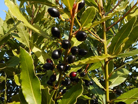 Free Tree Laurel photo and picture