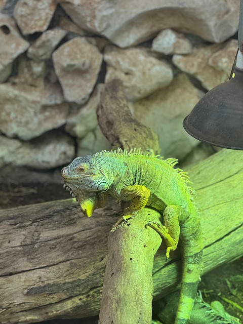 Eidechse, Tier, Natur, Tierwelt