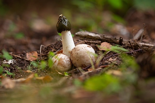 Huby, Stinkmorchel, Príroda