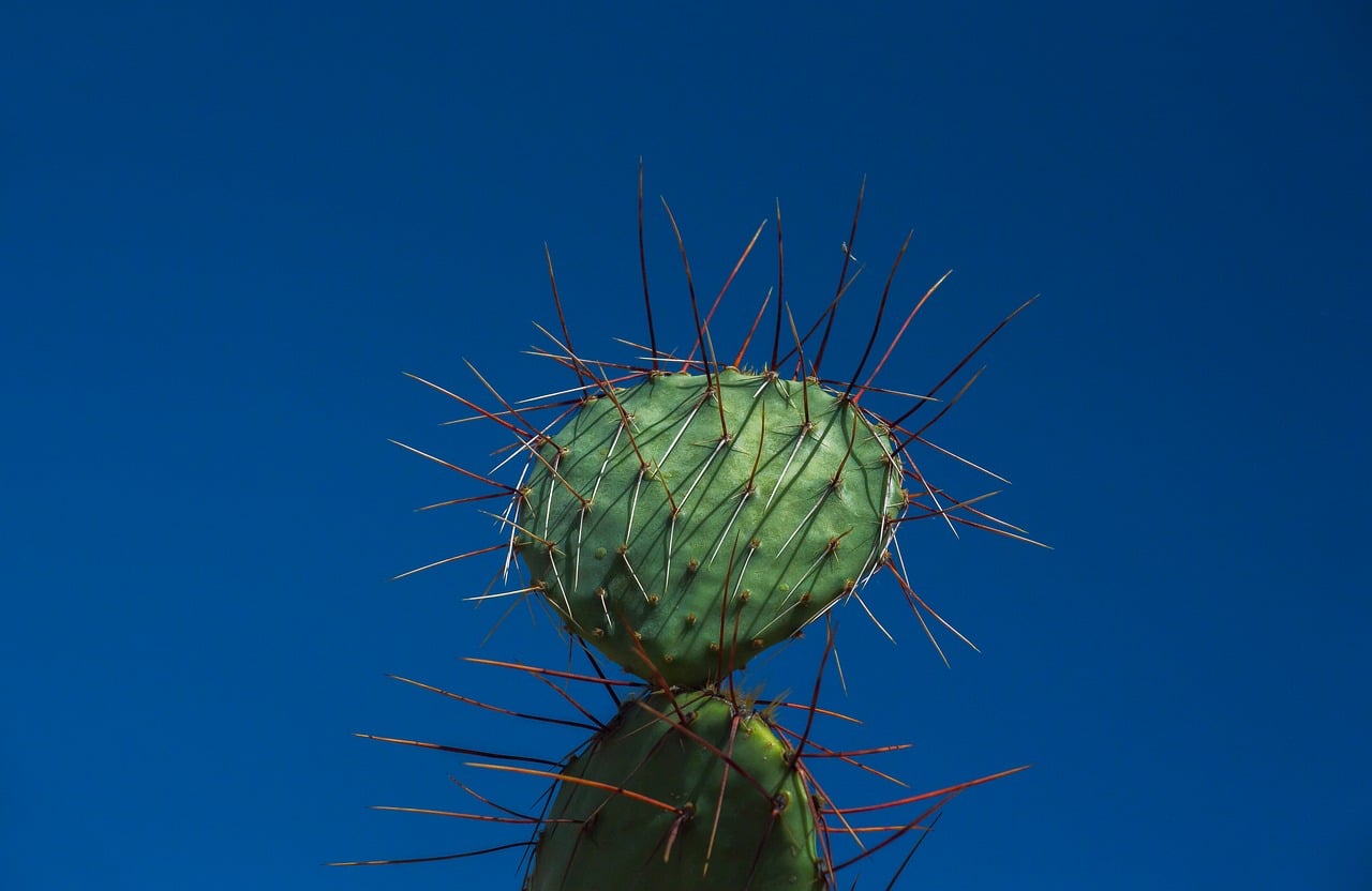 cactus-9726574_1280.jpg