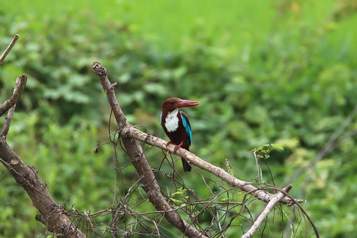 Free White Throated Kingfisher Bird photo and picture