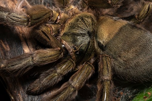 Free Invertebrates Insect photo and picture