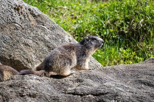 Murmeltier, Natur, Savoie, Tier, Montag