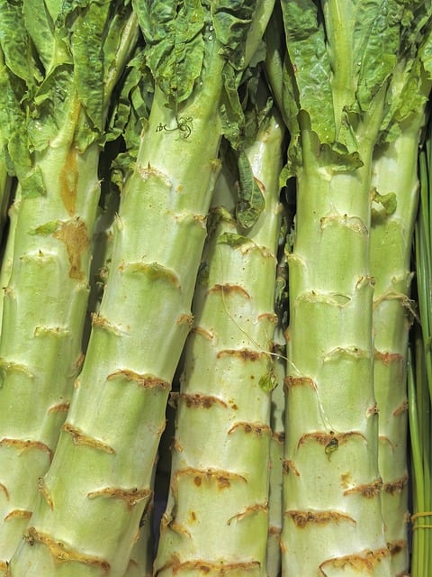 Free Vegetable Lettuce photo and picture