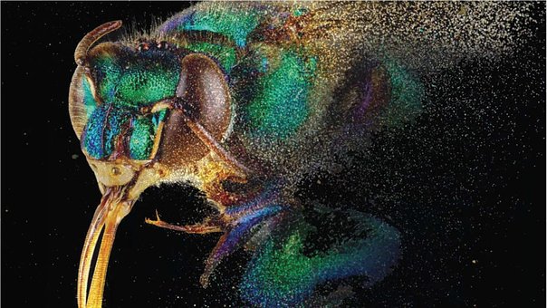 Free Dragonfly Insect illustration and picture