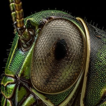 Free Eye Nature illustration and picture