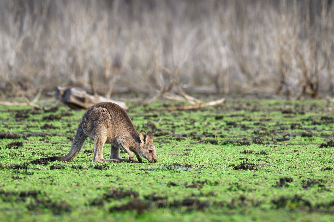 eastern-grey-kangaroo-9727759_1280.jpg