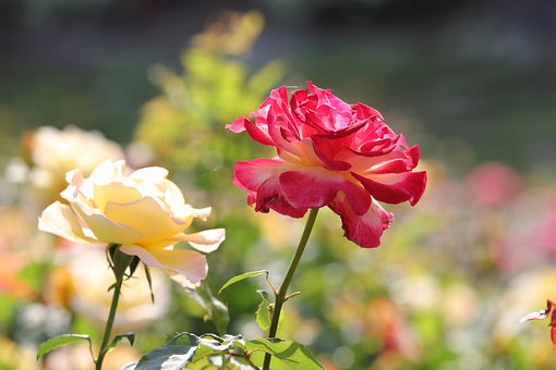 Rose, Smukke Blomster, Blomst