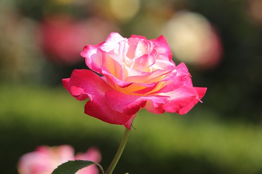 Rose, Smukke Blomster, Hd Tapet, Blomst