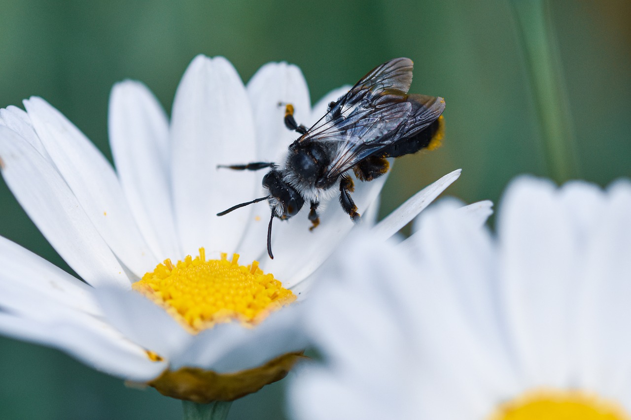 Bee Insect Nature - Free photo on Pixabay
