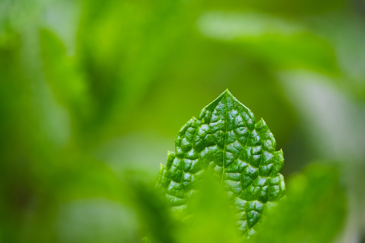 Leaf Nature Close Up - Free photo on Pixabay