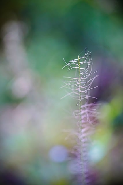 Free Plant Nature illustration and picture