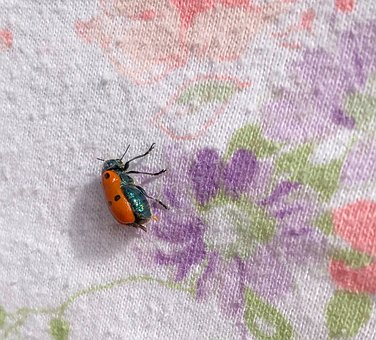 Insect, Kever, Natuur, Bloemen, Lap