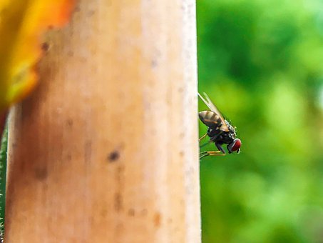 Insect, Vliegen, Natuur, Tuin, Bij, Rust