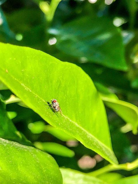 Insect, Vliegen, Natuur, Tuin, Bij, Rust