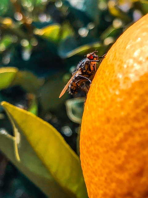 Insect, Vliegen, Natuur, Tuin, Bij, Rust