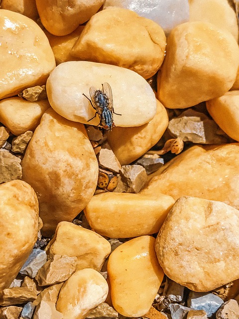 Insect, Vliegen, Natuur, Tuin, Bij, Rust
