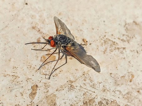 Insect, Natuur, Tuin, Vliegen, Bij, Rust