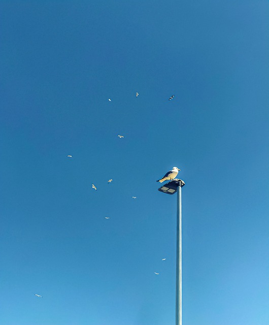 Zeemeeuw, Natuur, Vogel, Verenkleed