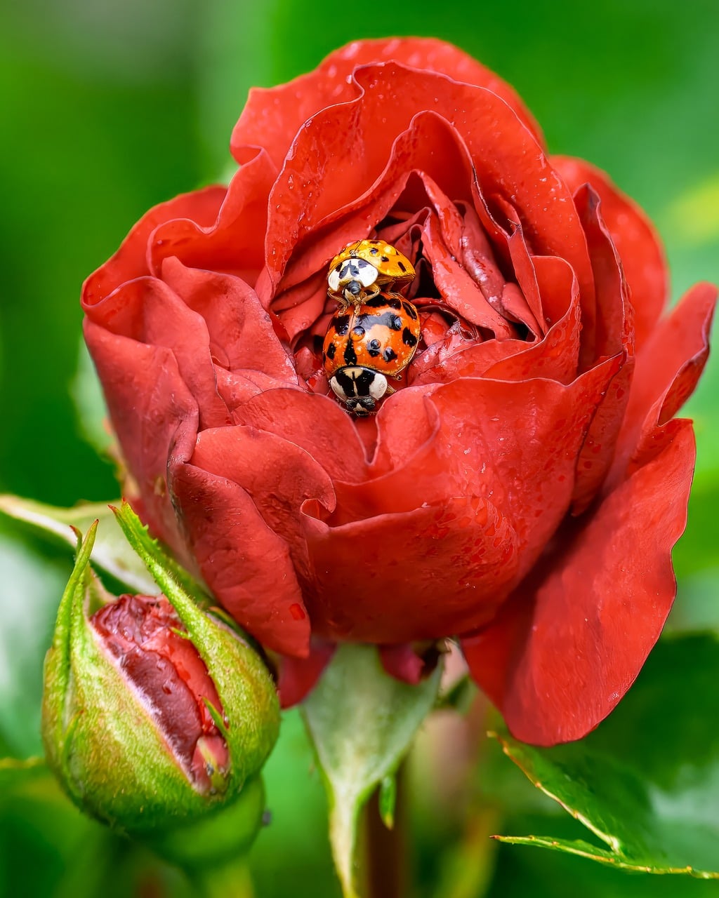 Ladybug Insect Rose - Free photo on Pixabay