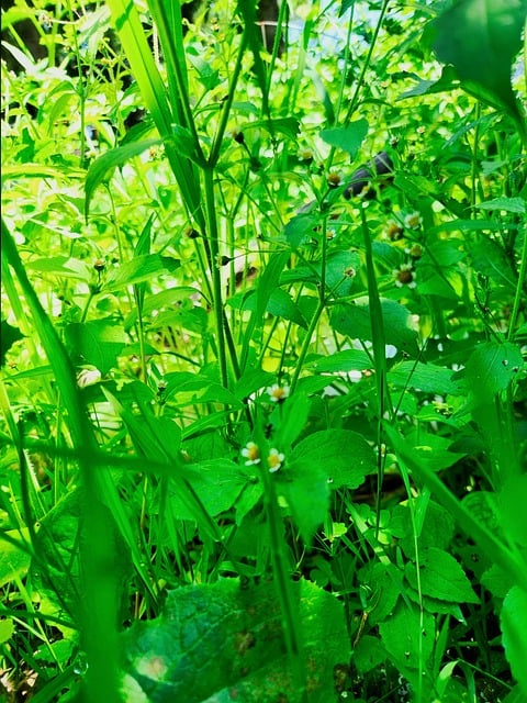 Landskab, Blad, Natur, Skov, Græs, Grøn