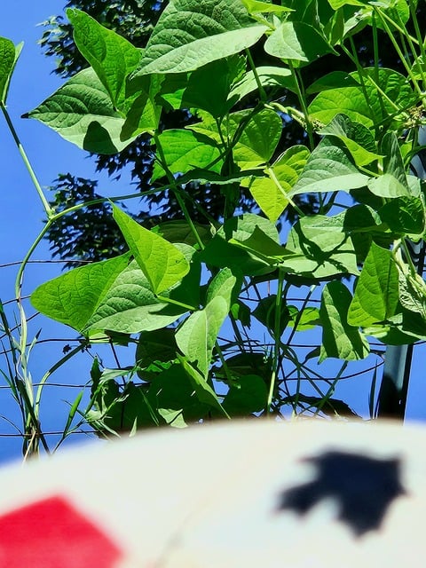 Blad, Natur, Skov, Landskab, Græs, Grøn