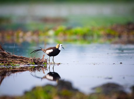 Free Pheasant-Tailed Jacana Wildlife photo and picture