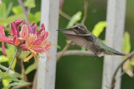 Free Anna'S Humming Bird Hummingbird photo and picture