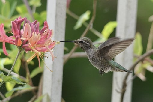 Free Anna'S Hummingbird Wildlife photo and picture