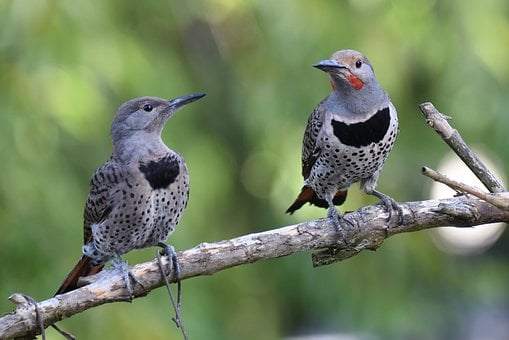 Free Northern Flicker Wildlife photo and picture