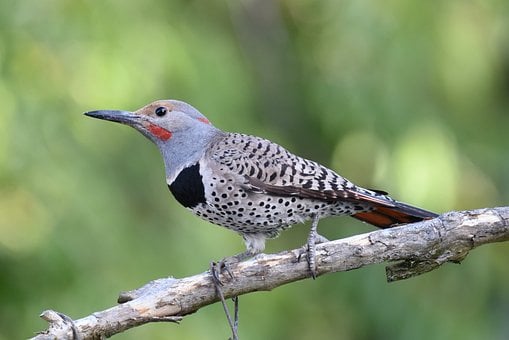 Free Northern Flicker Woodpecker photo and picture
