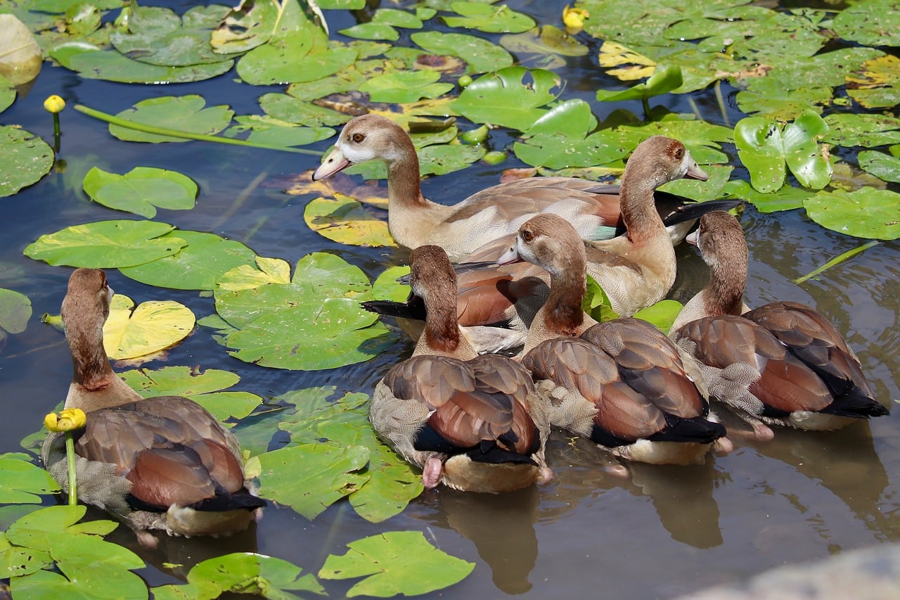 Young Geese Egyptian - Free photo on Pixabay