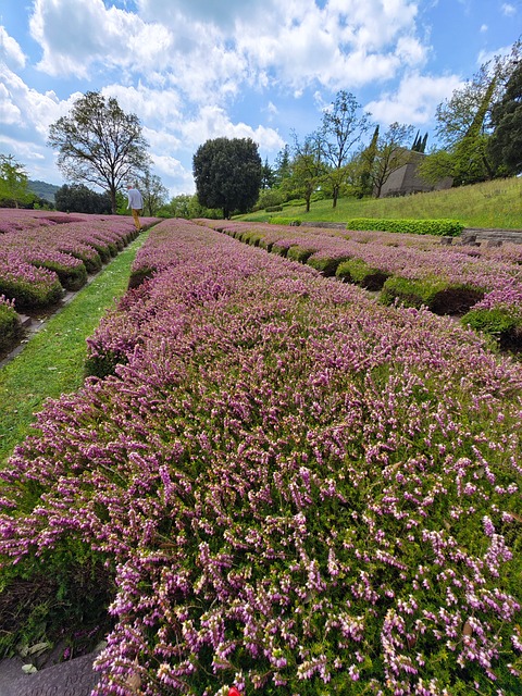 Free War Cemetery Costermano photo and picture