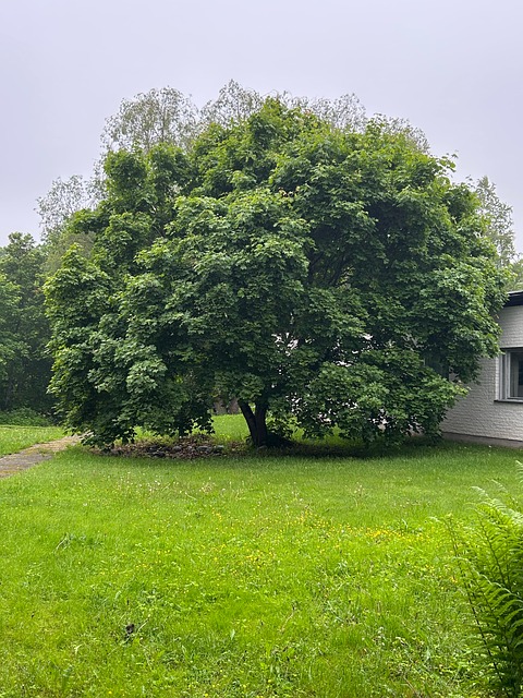 Free Tree Nature photo and picture