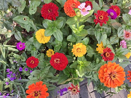 Free Garden Flower photo and picture