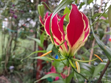 Free Gloriosa Flower photo and picture