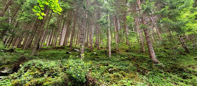 Free Forest Spruce photo and picture