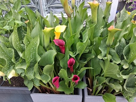 Free Calla Nature photo and picture