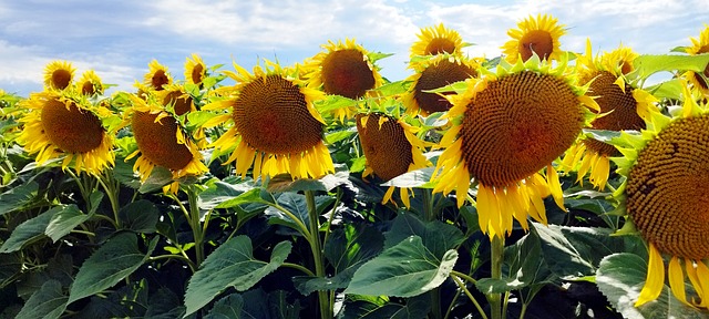Free Sunflowers Flower photo and picture