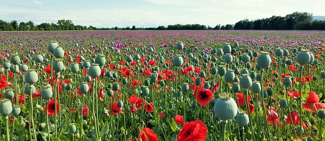 Free Biedermannsdorf Landscape photo and picture