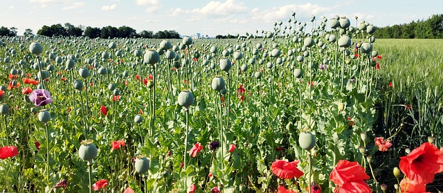 Free Biedermannsdorf Landscape photo and picture