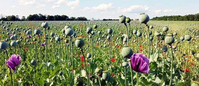 Free Biedermannsdorf Landscape photo and picture