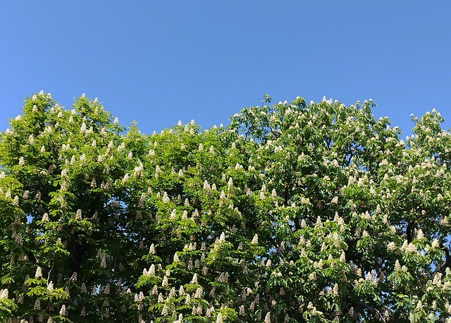 Free Trees Nature photo and picture