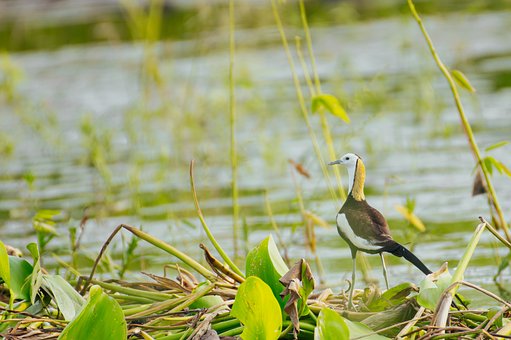 Free Pheasant-Tailed Jacana Bird photo and picture