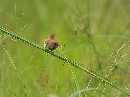 Free Small Bird photo and picture