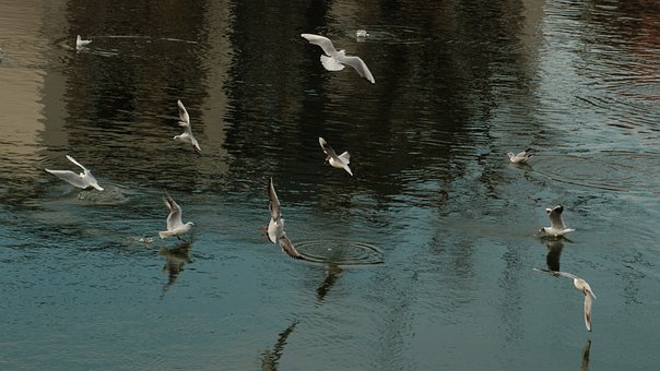 Måger, Fugle, Natur, Flyvning, På